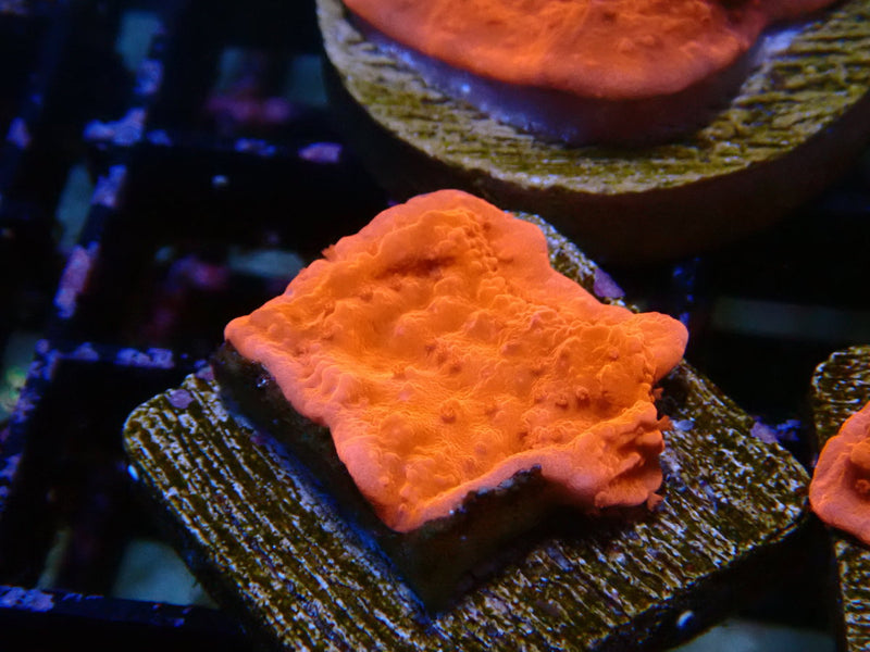 Red Scrolling Monti Frag