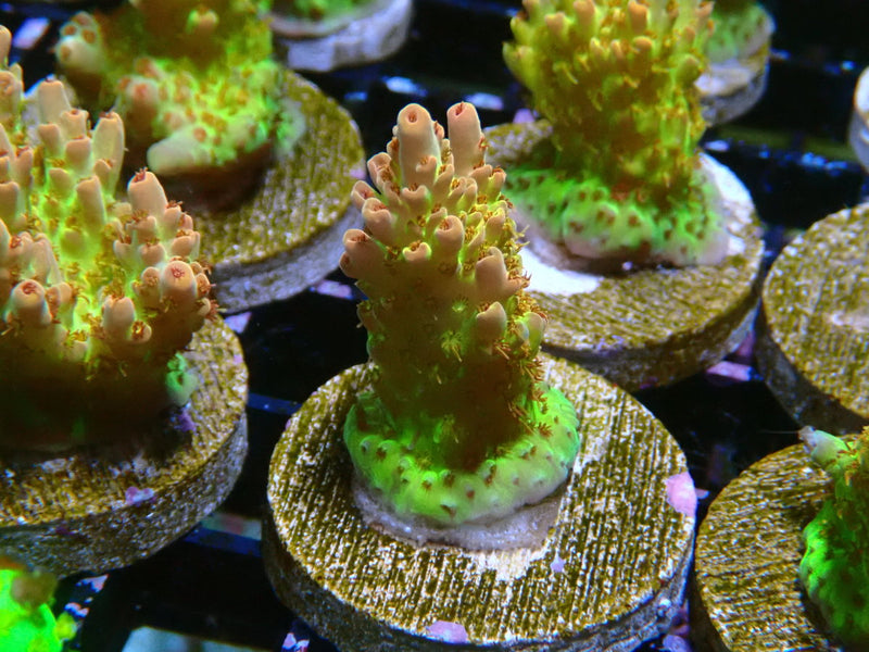 Ultra Acro Frag