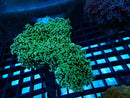 Frogspawn medium