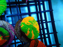 Monsoon Aquatics Orange and Green Ultra Scoly Frag