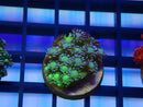 Monsoon Aquatics Glitter Goni Frag