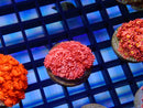 Monsoon Aquatics Bright Pink Goni Frag