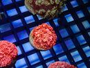 Monsoon Aquatics Pink green eyed Goni Frag