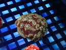 Monsoon Aquatics Pink Alveopora Frag