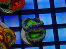 Monsoon Aquatics Ultra Acan baby