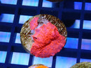 Monsoon Aquatics Morph on frag plug