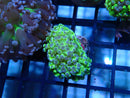WA Frogspawn Ultra small
