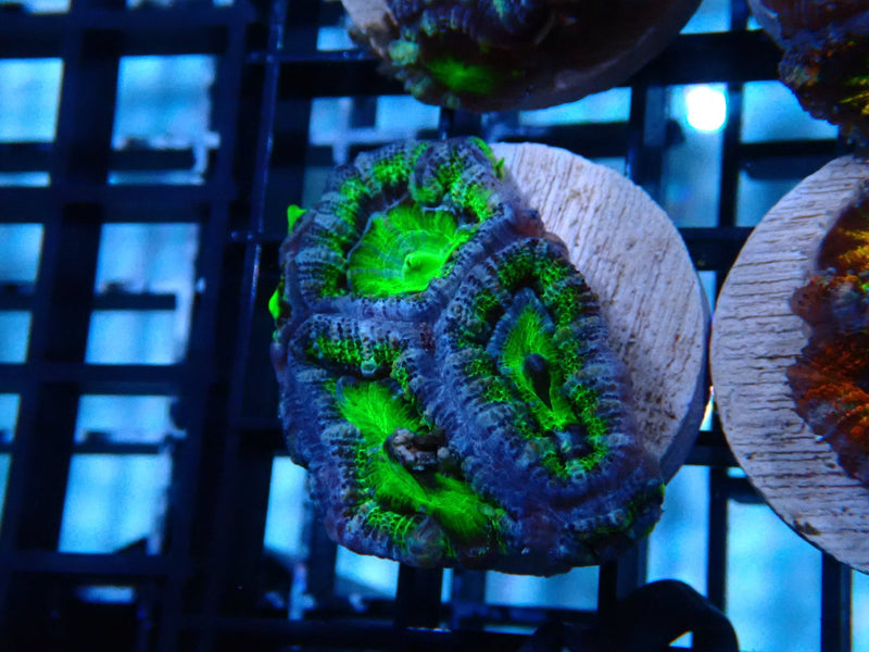 Monsoon Aquatics Acan Frag