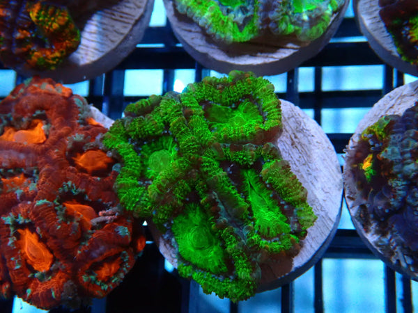 Monsoon Aquatics Acan Frag