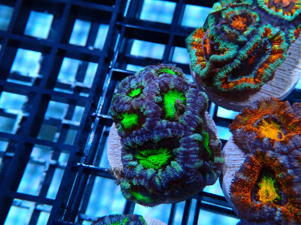 Monsoon Aquatics Acan Frag