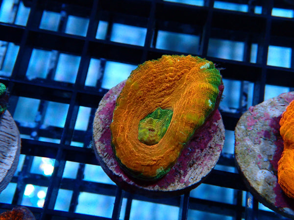 Monsoon Aquatics Scoly Frag