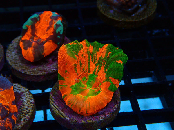 Monsoon Aquatics Ultra Scoly Frag