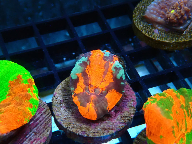 Monsoon Aquatics Ultra Scoly Frag