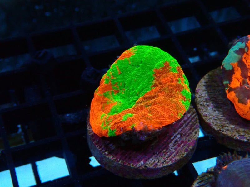 Monsoon Aquatics Ultra Scoly Frag