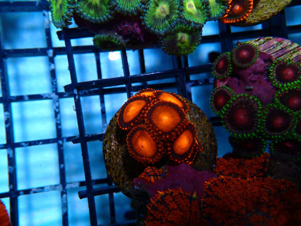 Monsoon Aquatics Ultra Zoa Frag