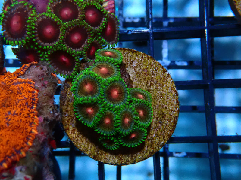 Monsoon Aquatics Ultra Zoa Frag