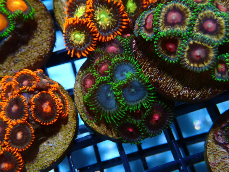 Monsoon Aquatics Ultra Zoa Frag