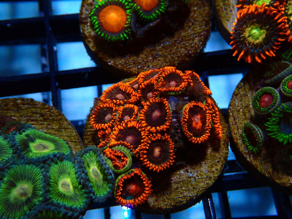 Monsoon Aquatics Ultra Zoa Frag