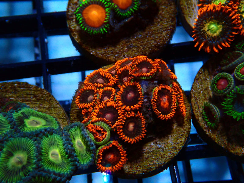 Monsoon Aquatics Ultra Zoa Frag