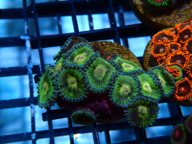 Monsoon Aquatics Ultra Zoa Frag