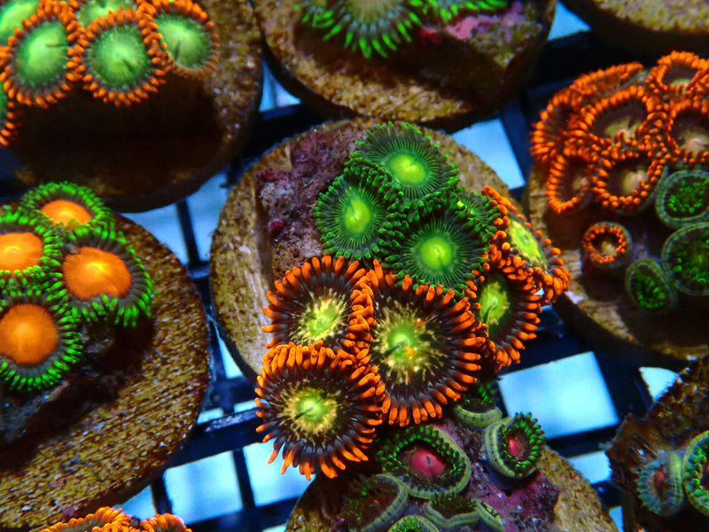 Monsoon Aquatics Ultra Zoa Frag