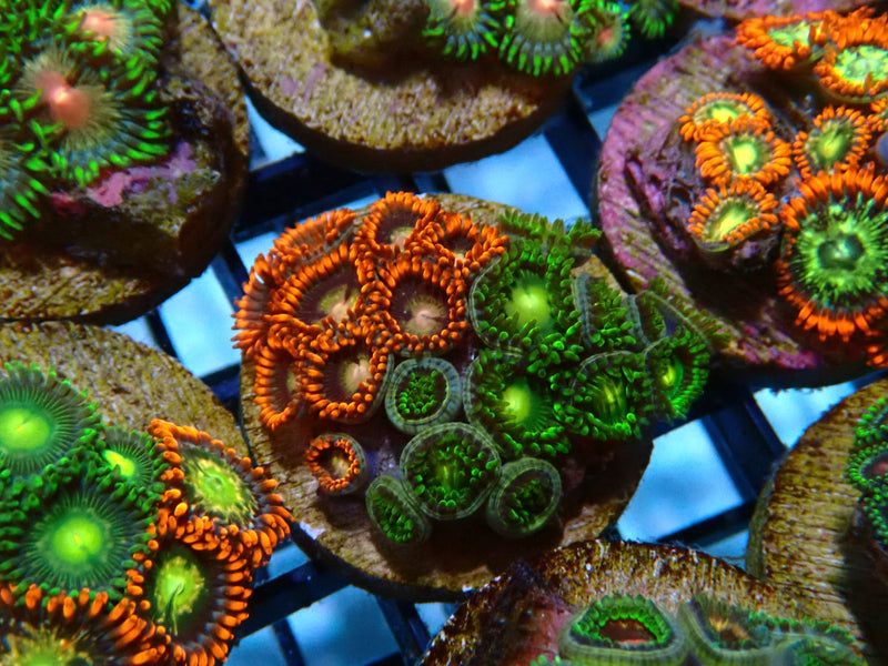 Monsoon Aquatics Ultra Zoa Frag