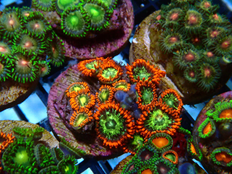 Monsoon Aquatics Ultra Zoa Frag