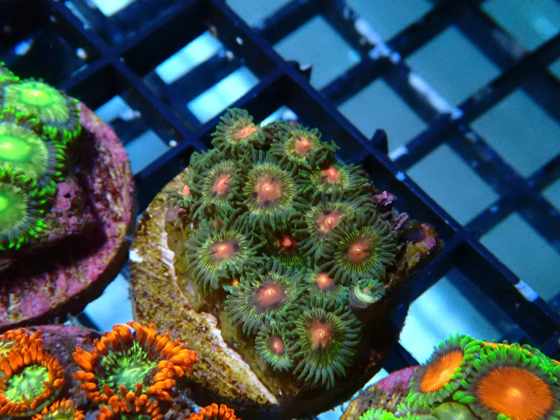 Monsoon Aquatics Ultra Zoa Frag