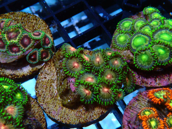 Monsoon Aquatics Ultra Zoa Frag