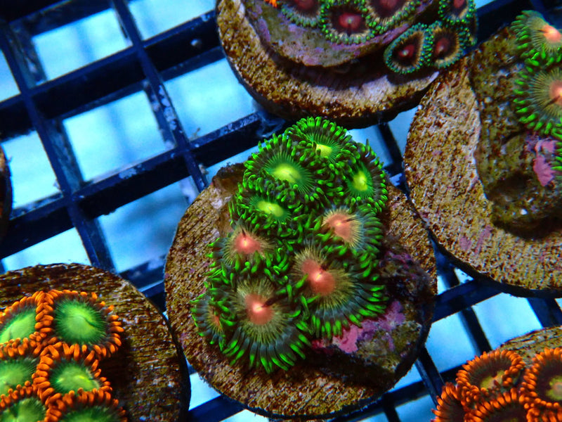 Monsoon Aquatics Ultra Zoa Frag