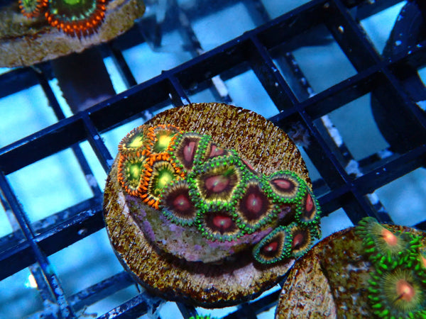 Monsoon Aquatics Ultra Zoa Frag