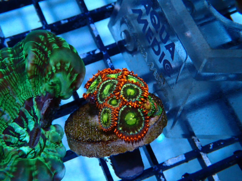 Monsoon Aquatics Ultra Zoa Frag