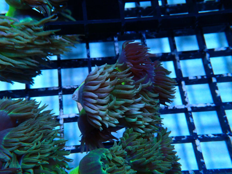 Monsoon Aquatics Duncan Frag (multiple polyp)