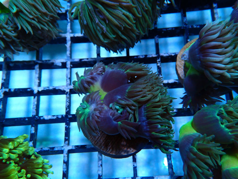 Monsoon Aquatics Duncan Frag (multiple polyp)