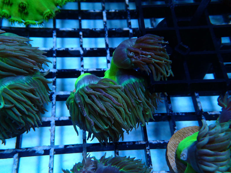 Monsoon Aquatics Duncan Frag (multiple polyp)