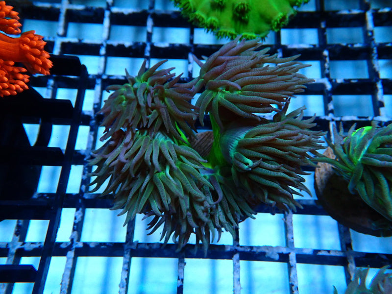 Monsoon Aquatics Duncan Frag (multiple polyp)