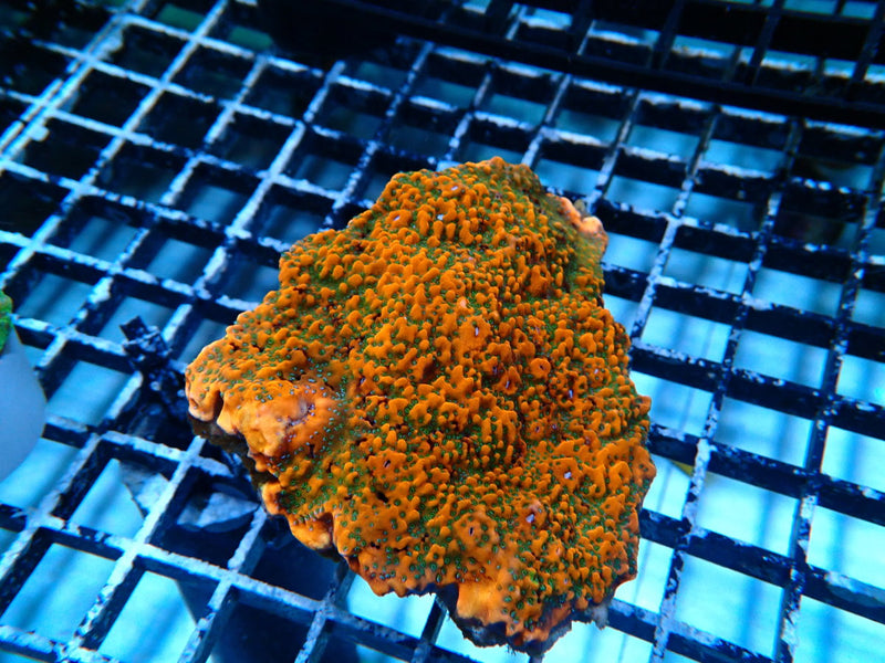 Encrusting Ultra Montipora medium