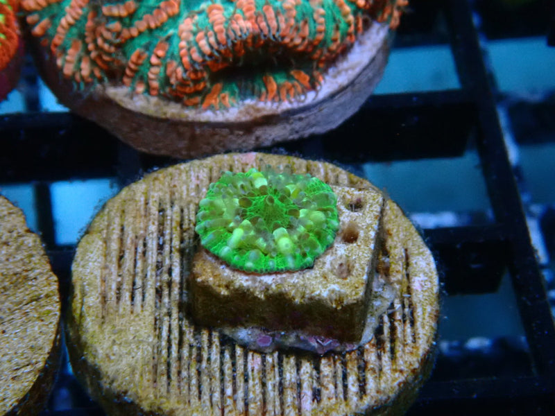 Monsoon Aquatics Spawned Acanthastrea Pachysepta