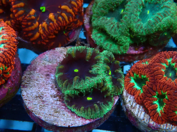 Monsoon Aquatics Blastomussa Haku Frag