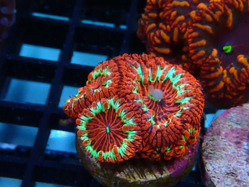 Monsoon Aquatics Blastomussa Signature Ultra Clockwork Frag