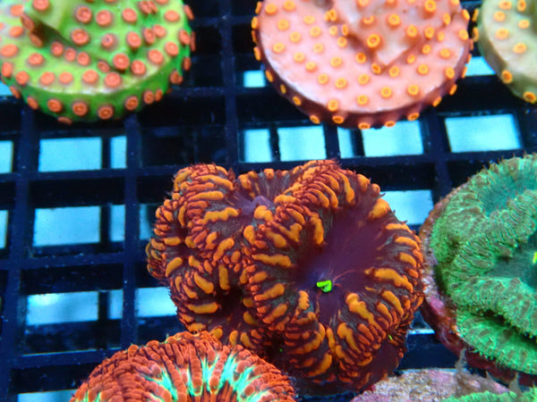 Monsoon Aquatics Signature Blastomussa Frag