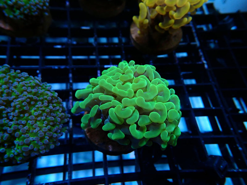 Monsoon Aquatics Green Hammer Frag