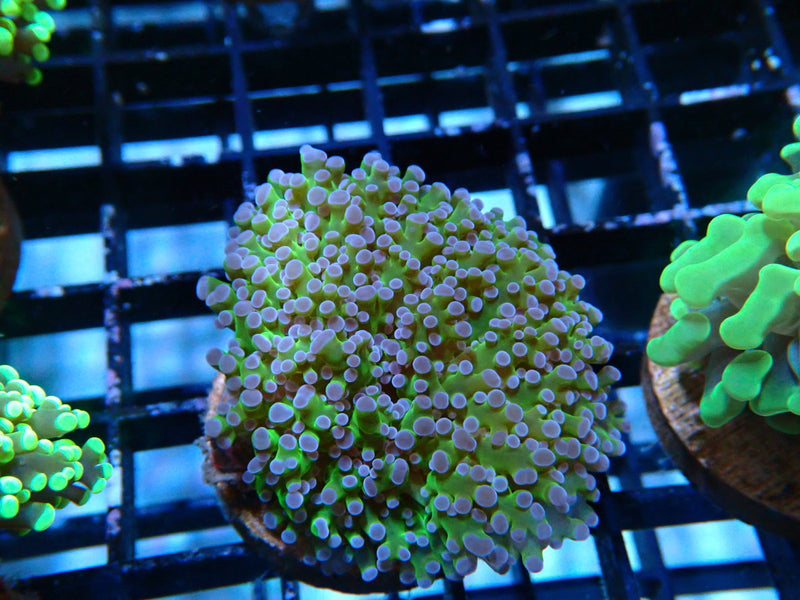 Monsoon Aquatics Frogspawn reverse stem Frag