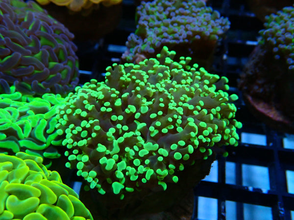 Monsoon Aquatics Frogspawn Frag