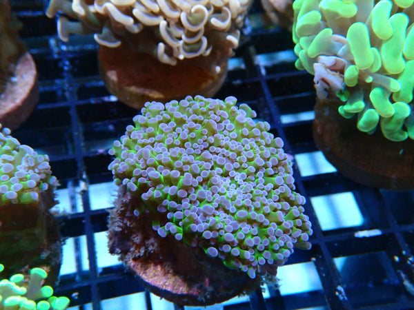 Monsoon Aquatics Frogspawn reverse stem Frag