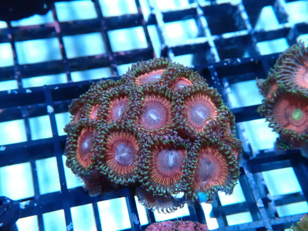 WA Zoa Frag