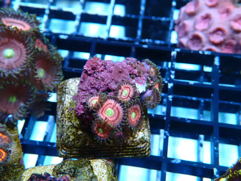 WA Zoa Frag