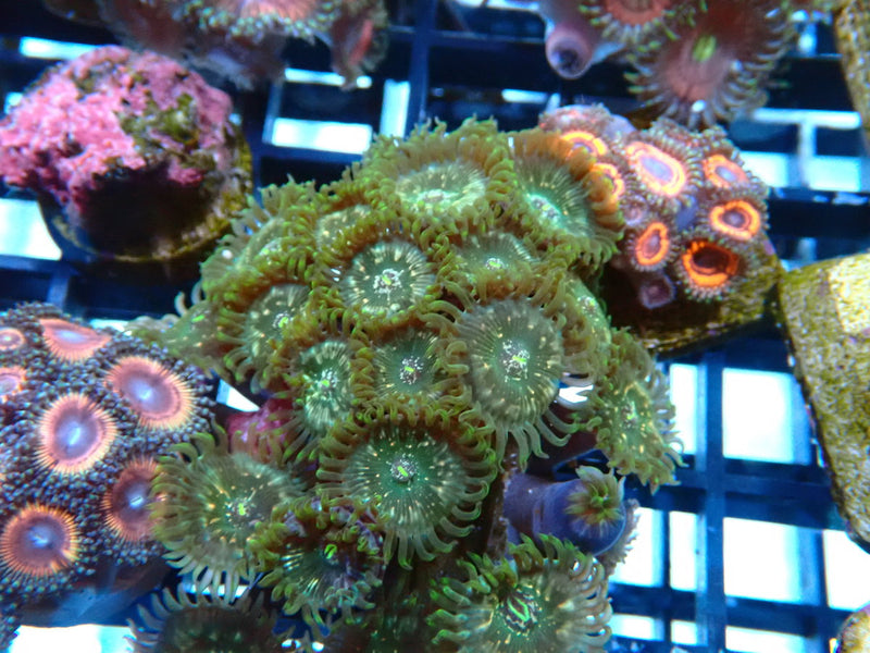 WA Zoa Frag