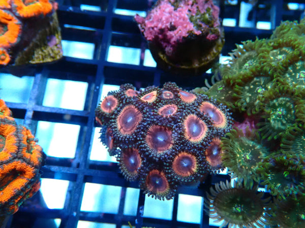 WA Zoa Frag