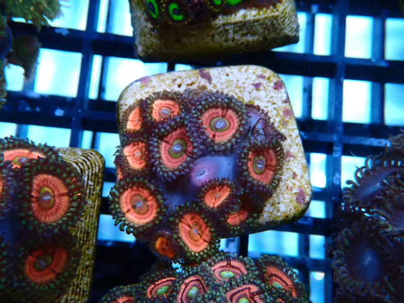 WA Zoa Frag